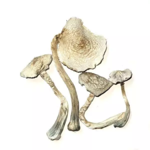 Albino-Treasure-Coast-23.01-02-600x600 Albino Treasure Coast