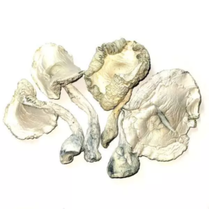 Averys-Albino-22.12-02.jpg-600x600 Avery’s Albino