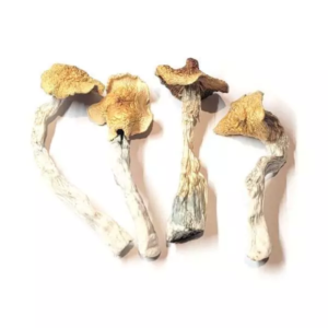 Aztec-God-23.06-02-600x600 Aztec God – Dried Mushroom