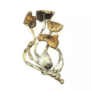 Blue-Meanie-22.07-01-600x600 Blue Meanie Cubensis