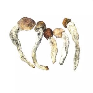 Blue-Pulaski-23.09-02-600x600 Blue Pulaski – Dried Mushroom