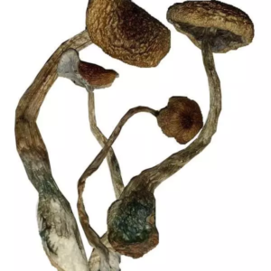 JediMindFuck-600x778 Jedi Mind Fuck – Dried Mushroom