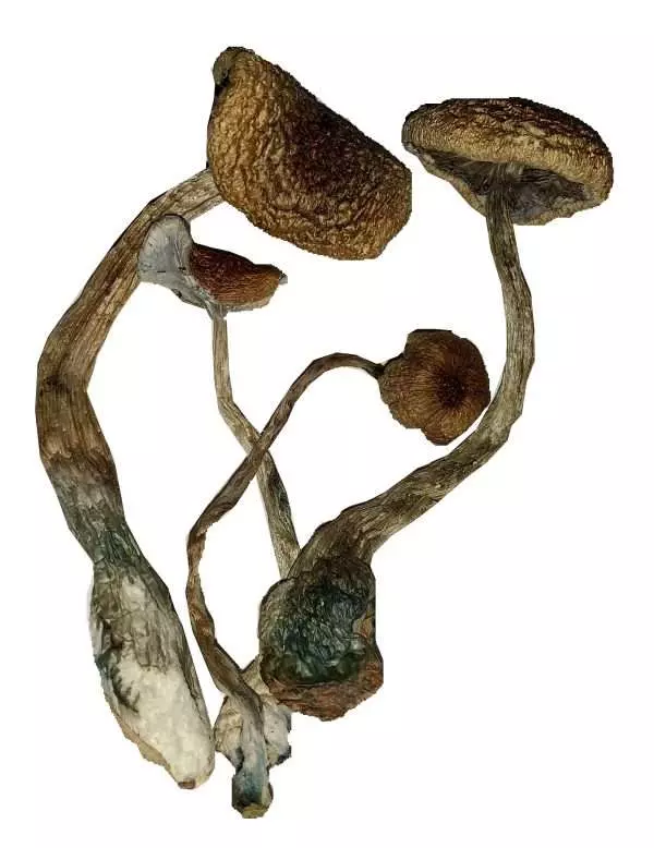 JediMindFuck-600x778 Jedi Mind Fuck – Dried Mushroom