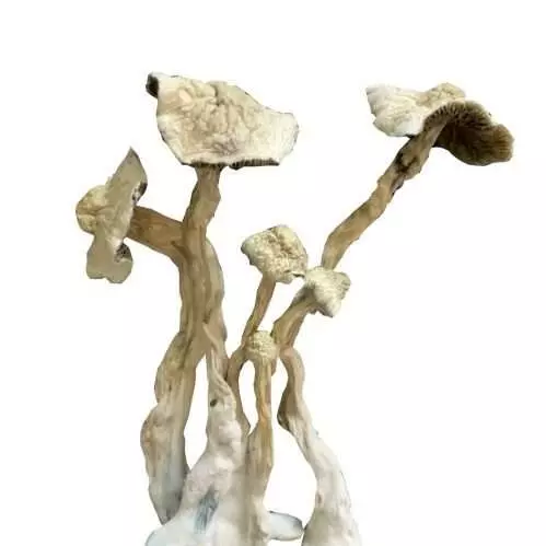 albino-scaled-e1590139595682 Albino A+ – Dried Mushroom